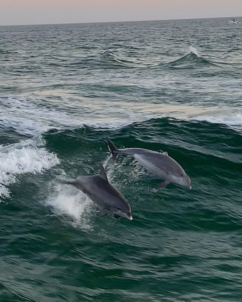 Dolphin Excursion